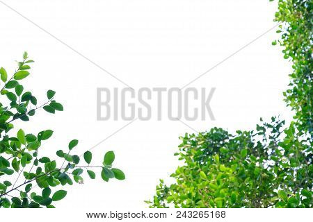 Top View Tropical Tree Leaves With Branches Growing In Botanical Park On White Isolated Background F