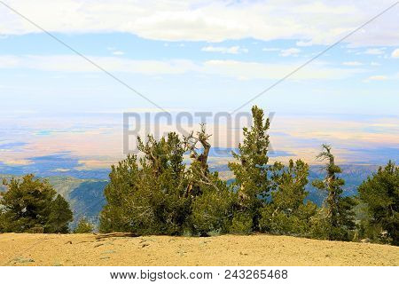 Lodgepole Pine Trees Also Known As The Twisted Pines Which Are Weathered From The Wind Taken At The 