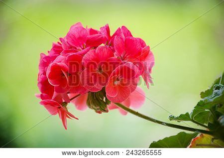 Bright Pelargonium Decorate The Yard