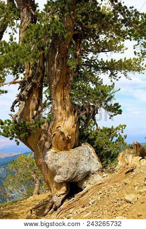 Lodgepole Pine Tree Also Known As The Twisted Pine Which Has Been Weathered From The Wind Taken At T