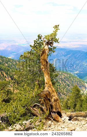 Lodgepole Pine Trees Also Known As The Twisted Pine Which Has Been Weathered From The Wind Taken In 