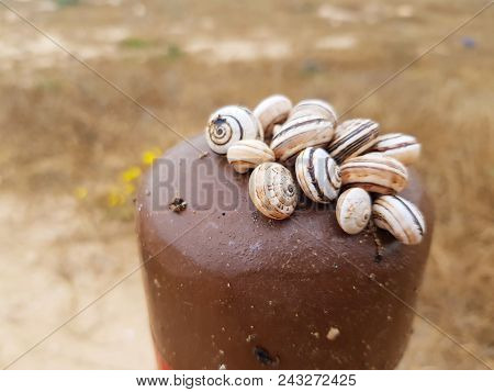 Small Snails With A Whole Pack Settled On An Iron Column