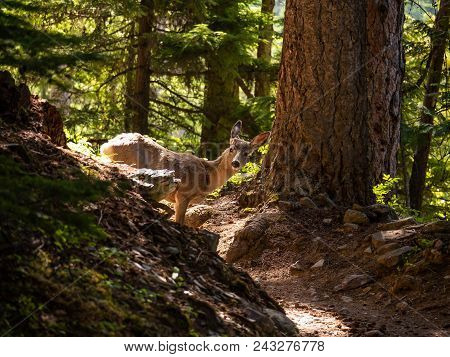 A Young Female Deer Seems To Not Mind The Camera On Sperry Trail In Glacier National Park, Montana O