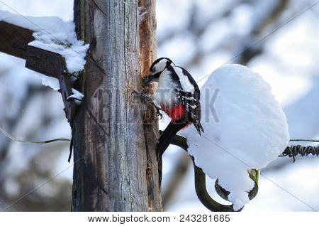 Woodpecker Bird Sitting On A Wooden Pole