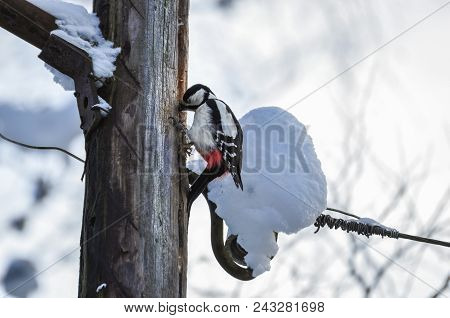 Woodpecker Bird Sitting On A Wooden Pole