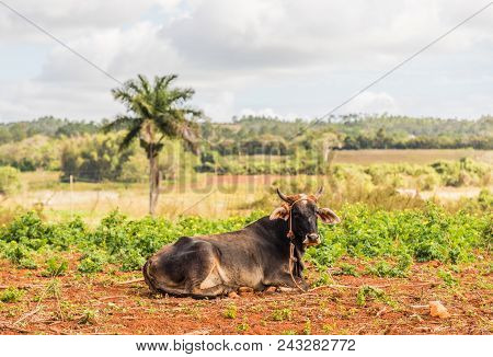 Vinales, Cuba. January 2018. A View Of A Cow In The Landscape In Vinales, Cuba.