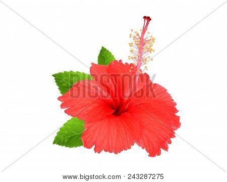 Red Hibiscus Flower With Green Leaves Isolated On White Background