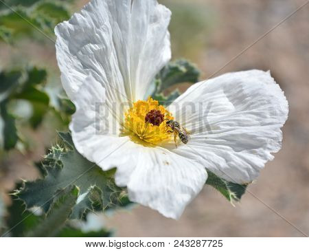 Prickly Poppy Wildflower Found In The Eastern Sierra.