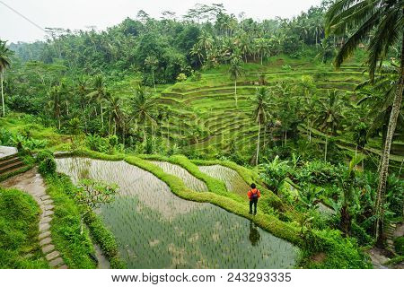 Young Traveler Looking At Beautiful Tegallalang Rice Terrace In Bali, Indonesia