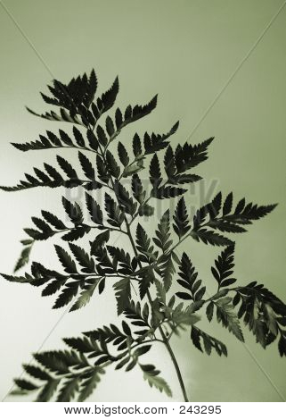 Limefern
