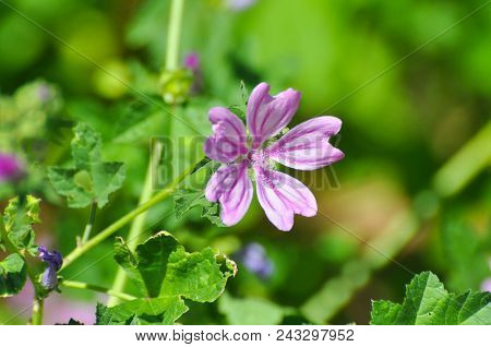 Malva Sylvestris, Mallow Plant - Blue Common Mallow. Uncultivated And Healthy Plant