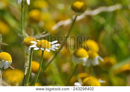 Chamomile. Chamomile Field In Bloom, Chamomile Flowers On A Meadow Close -up