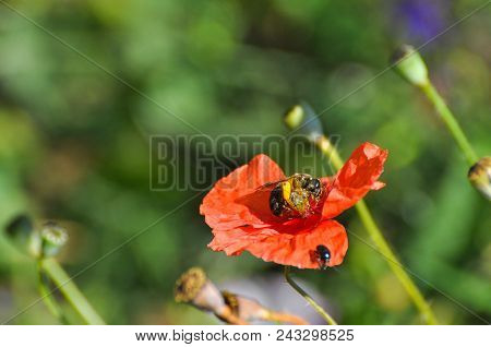 Honey Bee On Wild Poppy Flower. Bee Pollinating Poppy Flower On Meadow