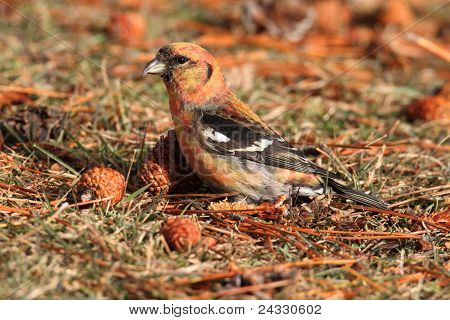 Vitvingad korsnäbb (loxia Leucoptera)