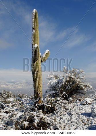 Schnee bedeckte saguaro