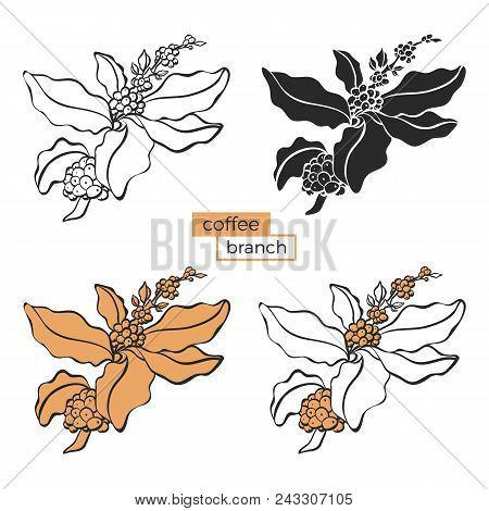 Vector Set Of Coffee Branch With Leaf And Bean Botanical Art Line Drawing Design Realistic Plant Eco