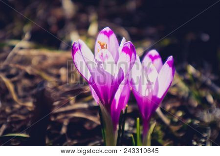 Crocus Bright Violet Spring Flower Blossom, Mountain Nature. Saffron Flower Macro View, Blurred Gard