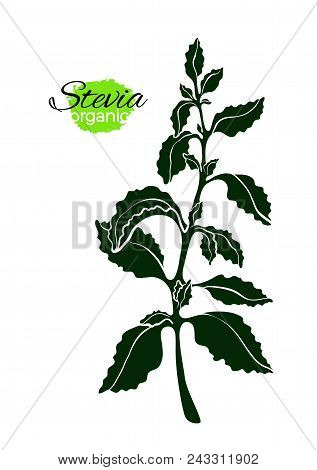 Vector Engraving Of Stevia Plant, Branch, Leaf. Medicina Healthy Organic Product. Natural Sweet Plan