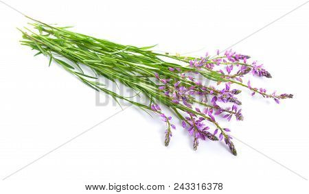 Polygala, Commonly Known As Milkworts Or Snakeroots. Isolated.