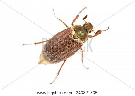 May Bug Or Cockchafer
