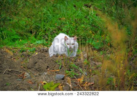 Stray Field Cats Turned Around At Road