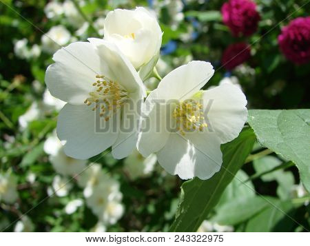 Jasmine, Yasmine Is A Genus Of Shrubs And Vineyards In An Olive Family Oleaceae . The Honey Bee Coll
