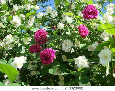 Jasmine, Yasmine Is A Genus Of Shrubs And Vineyards In An Olive Family Oleaceae . The Honey Bee Coll