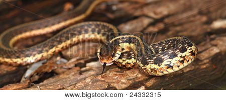 Thamnophis (Thamnophis sirtalis)