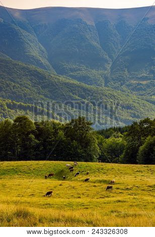 Cattle Of Cow Grazing At The Foot Of Apetska Mountain. Wide Grassy Meadow On Hillside Surrounded Wit