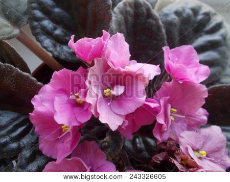Purple Saintpaulia African Violet Flower From Above. Symbol Of Unaffectedness And Faithfulness.