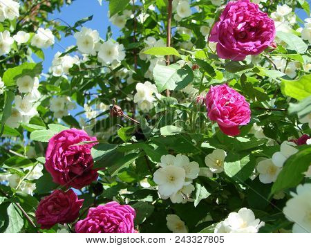 Jasmine, Yasmine Is A Genus Of Shrubs And Vineyards In An Olive Family Oleaceae . The Honey Bee Coll