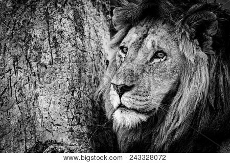 A Male Lion Lies With Its Head Next To An Old Tree On Which Lions And Perhaps Other Big Cats Have Sh