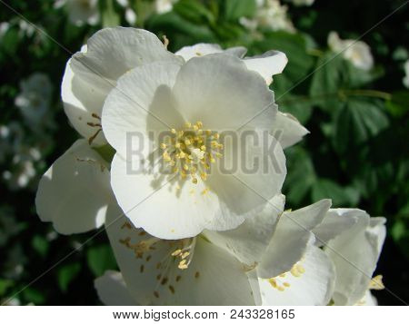 Jasmine, Yasmine Is A Genus Of Shrubs And Vineyards In An Olive Family Oleaceae . The Honey Bee Coll