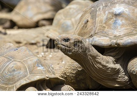 Giant Turtles, Dipsochelys Gigantea In Tropical Island Mauritius , Close Up