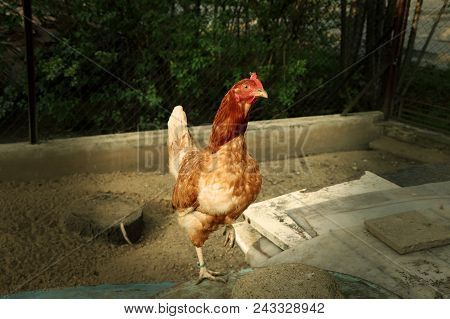 A Domestic Hen In All Your Beauty Standing On Some Wooden Board