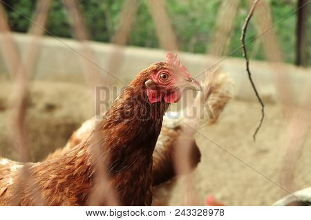 A Two Hens In Your Playground Looking On Me If I Havent Food