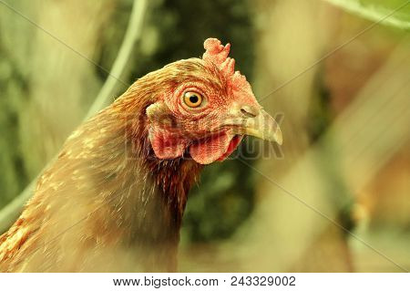A Beautiful Head Covered Feathers. Hen Who Looking On Me. In Lucky, She Is Behind Fence