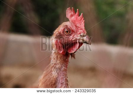 A Pink Hen Head Looking On Me Through Metal Fence. Im In Dafety Before Her