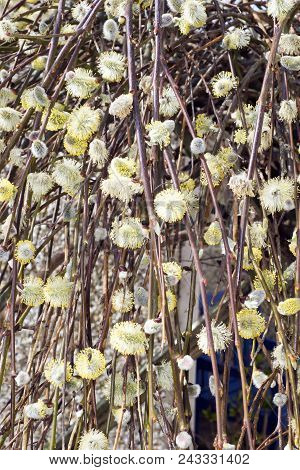 Willow Tree In Full Bloom With All Its Buds
