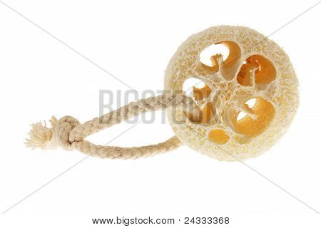 Luffa