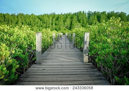 Old Wood Walk Way On The Golden Mangrove Tree Field  With Cloud Blue Sky, Mangrove Forest At Nature 