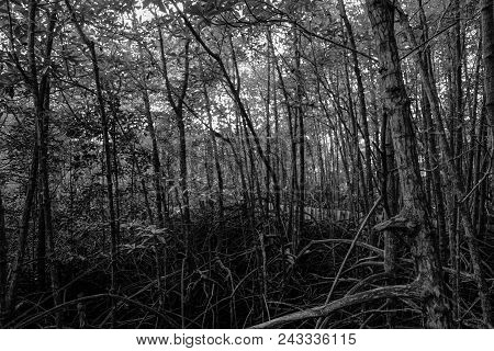 Roots  Golden Mangrove Tree Field. Black And White Image