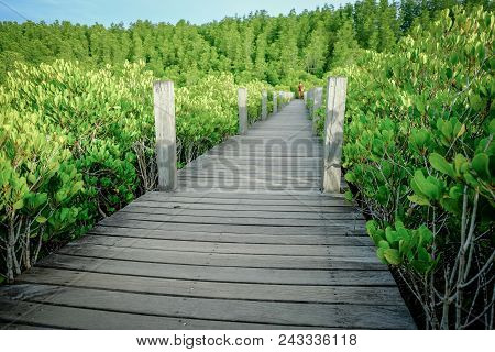 Old Wood Walk Way On The Golden Mangrove Tree Field