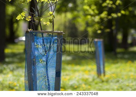 Beautiful View Of Row Of Young Green Saplings Trees With Blue Plastic Protective Hedge On Bright Sun