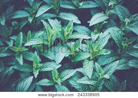 Horizontal Photo Of A Mystic Mint Meadow Grass. Mountain Nature, Mint Backdrop, Summer Evening. Marc