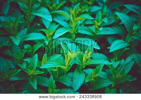 Horizontal Photo Of A Mystic Mint Meadow Grass. Mountain Nature, Mint Backdrop, Summer Evening. Marc