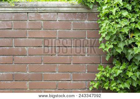 Abstract Image Texture For Designers With Huge Twiner On The Stone Wall. It Is Good Space For Promo 