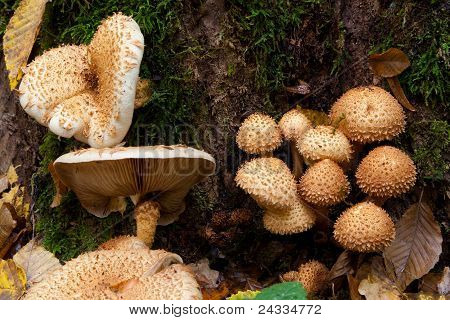Bos van herfst Pholiota schimmels close-up