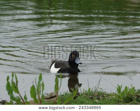 Male Tufted Duck (aythya Fuligula) In Early Summer