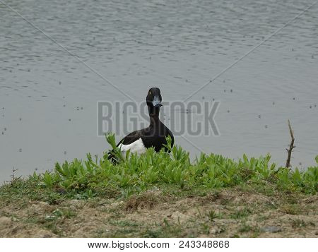 Male Tufted Duck (aythya Fuligula) During The Breeding Season